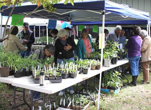 allenplantsale