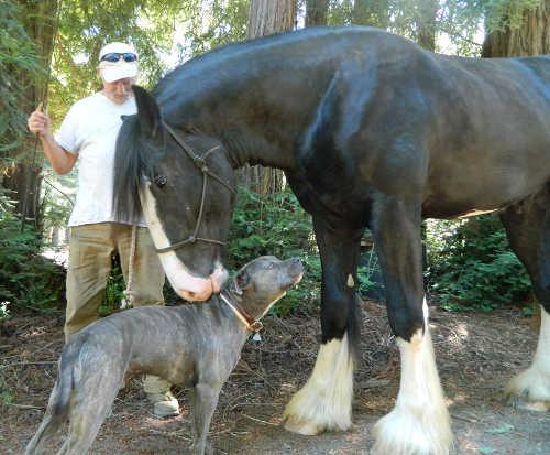 Mike Holmberg and his rare Shire stallion Angus will be at Californio Days in Lakeport, Calif., on Sunday, June 28, 2015. Courtesy photo. angustheshire