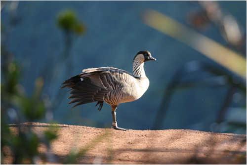 hawaiiannenegoose