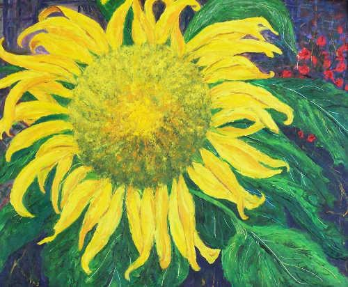 hawleysunflower