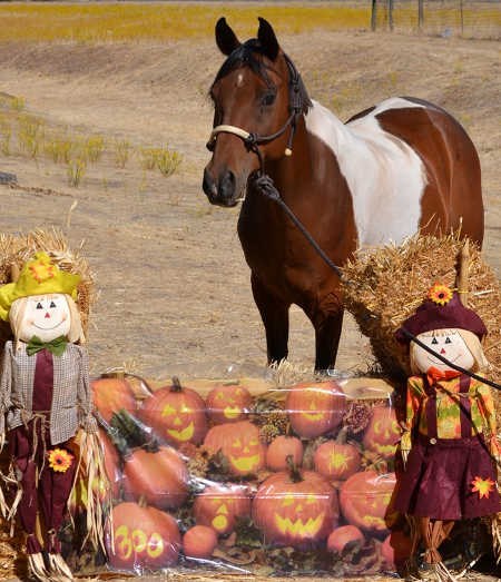 kutenaipumpkinpatch