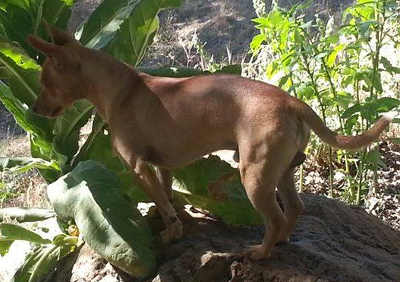 missingjunirodog