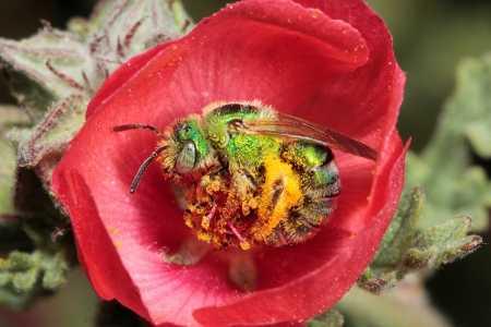Bees will be the topic of the Redbud Audubon Chapter's meet on Thursday, November 20, 2014, in Kelseyville, Calif. Courtesy photo. redbudbeemeeting