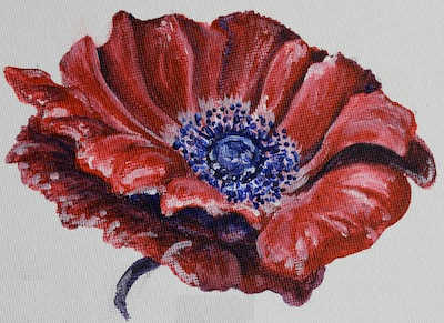 sabalonepoppyflower