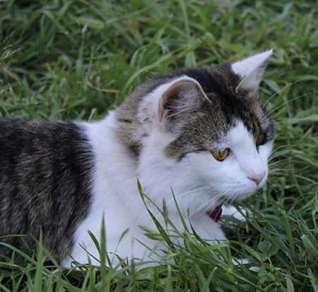 sistermissingcat