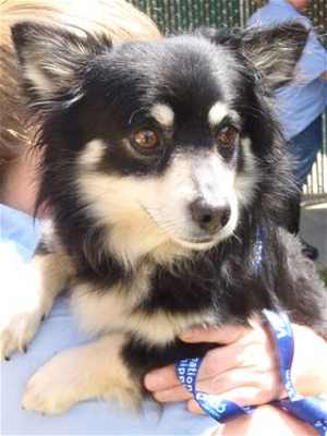 pomeranian16