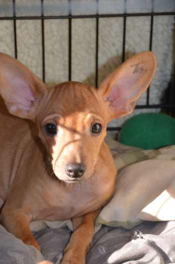 010513chimixpupwrinkly