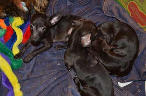 010513chipups