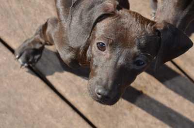 010513dachsiemixpup