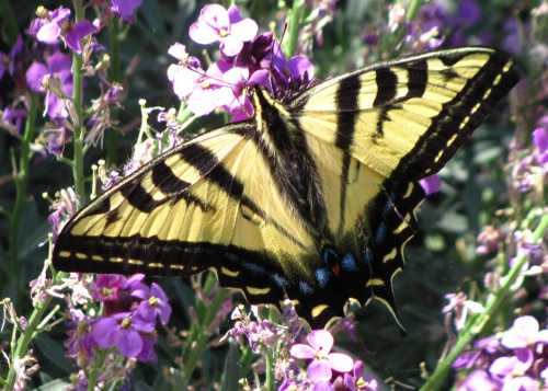 A butterfly, photographed by Lake County, Calif., resident and artist Sandy Cline. butterflysandykline