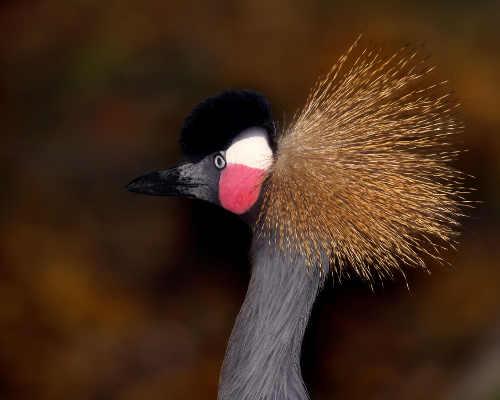colorfulmadesonbird