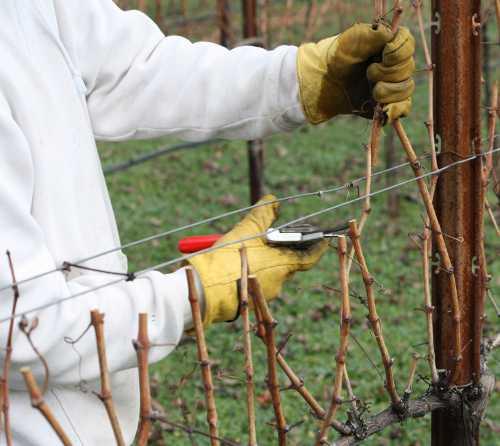 sixsigmaranchpruning