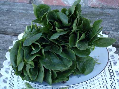 The leafy greens of spinach are so nutrient dense that they contain more vitamins, minerals and other nutrients per calorie than most other vegetables. Photo by Esther Oertel. spinach020512