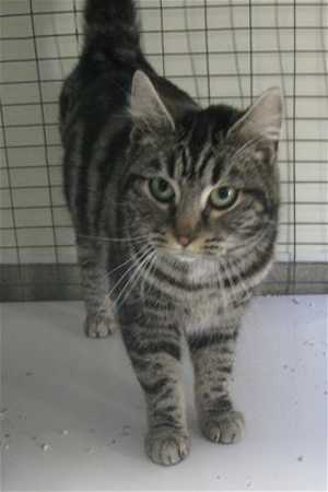 tabby11