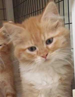 This 13-week-old male orange tabby kitten is in cat room kennel No. 105a, ID No. 33323. Photo courtesy of Lake County Animal Care and Control. 105aorangetabby
