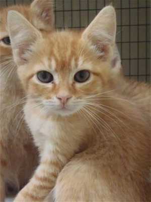 This 13-week-old male orange tabby kitten is in cat room kennel No. 105b, ID No. 33324. Photo courtesy of Lake County Animal Care and Control. 105borangetabby