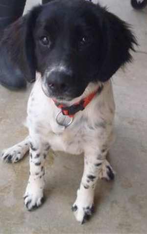 “Boda” is 6-month-old female springer spaniel-border collie mix in kennel No. 19, ID No. 33494. Photo courtesy of Lake County Animal Care and Control. 19boda