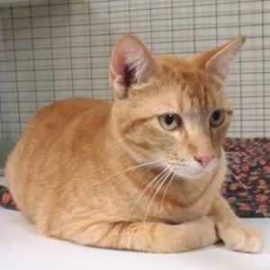 This 5-year-old orange male tabby is in cat room kennel No. 20, ID No. 33143. Photo courtesy of Lake County Animal Care and Control. 20maleorangetabby