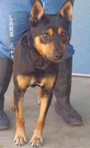 “Slick” is a 3-year-old male Australian Kelpie mix in kennel No. 22, ID No. 33397. Photo courtesy of Lake County Animal Care and Control. 22slickdog