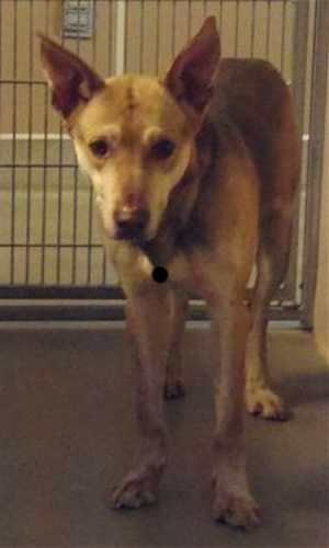 This 4-year-old male husky mix is in kennel No. 30, ID No. 32738. Photo courtesy of Lake County Animal Care and Control. 30husky