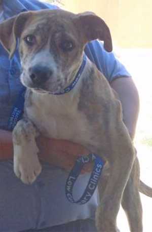 This 8-month-old male pit bull terrier mix is in kennel No. 31, ID No. 33400. Photo courtesy of Lake County Animal Care and Control. 31pitbullpup