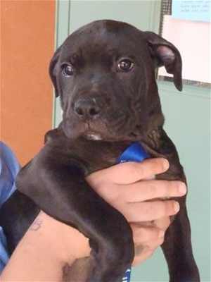 This 16-week-old male mastiff mix pup is in kennel No. 32a, ID No. 33551. Photo courtesy of Lake County Animal Care and Control. 32amastiffpup