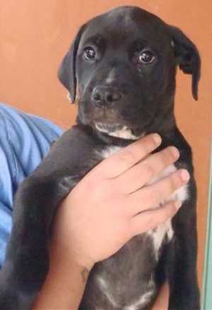 This 16-week-old male mastiff mix pup is in kennel No. 32b, ID No. 33552. Photo courtesy of Lake County Animal Care and Control. 32bmastiffmixpup