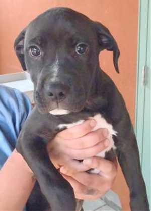 This 16-week-old female mastiff mix pup is in kennel No. 32c, ID No. 33551. Photo courtesy of Lake County Animal Care and Control. 32cmastiffmixpup