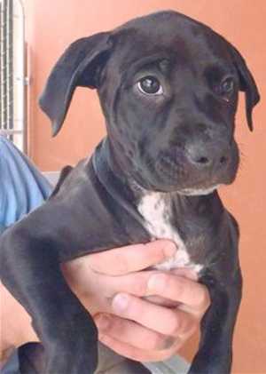 This 16-week-old female mastiff mix pup is in kennel No. 33b, ID No. 33555. Photo courtesy of Lake County Animal Care and Control. 33bmastiffmixpup