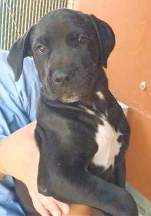 This 16-week-old male mastiff mix pup is in kennel No. 33c, ID No. 33556. Photo courtesy of Lake County Animal Care and Control. 33cmastiffmixpup