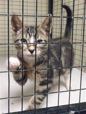 “Tiger” is an 11-week-old male tabby kitten in cat room kennel No. 56, ID No. 32823. Photo courtesy of Lake County Animal Care and Control. 56tigerkitten