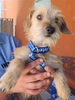 “Brandon” is a 7-month-old male dachshund-terrier mix in kennel No. 7, ID No. 33432. Photo courtesy of Lake County Animal Care and Control. 7brandondog