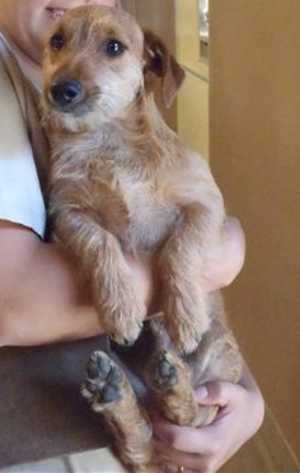 “Carlos” is a 7-month-old male dachshund-terrier mix in kennel No. 7, ID No. 33433. Photo courtesy of Lake County Animal Care and Control. 7carlosdog