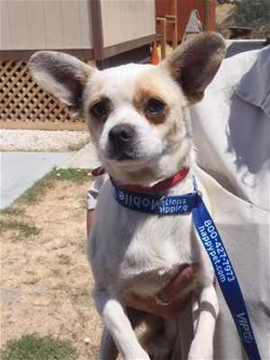 The male French bulldog-terrier mix is in kennel No. 8, ID No. 33641. Photo courtesy of Lake County Animal Care and Control. 8frenchbulldogmix
