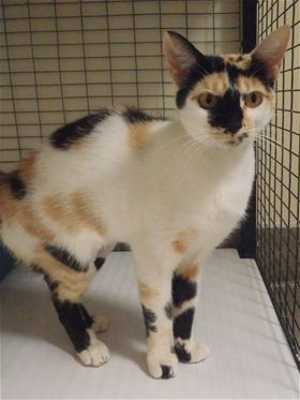 This 1 year old female calico is in cat room kennel No. 99, ID No. 33376. Photo courtesy of Lake County Animal Care and Control. 99calico