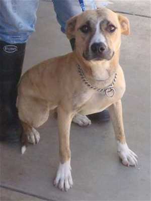 This 10-month-old female shepherd mix is in kennel No. 11, ID No. 33363. Photo courtesy of Lake County Animal Care and Control. 11shepherdmix