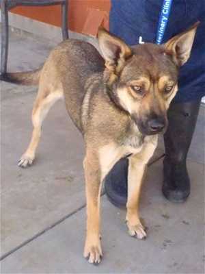 This 1-year-old female shepherd mix is in kennel No. 12, ID No. 33364. Photo courtesy of Lake County Animal Care and Control. 12femaleshepherdmix