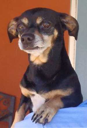 “Cali” is an 8-year-old female Chihuahua mix in kennel No. 13, ID No. 33343. Photo courtesy of Lake County Animal Care and Control. 13chihuahuacali