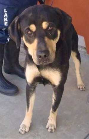 This 2-year-old female hound-Shar Pei mix is in kennel No. 14, ID No. 33365. Photo courtesy of Lake County Animal Care and Control. 13houndsharpei