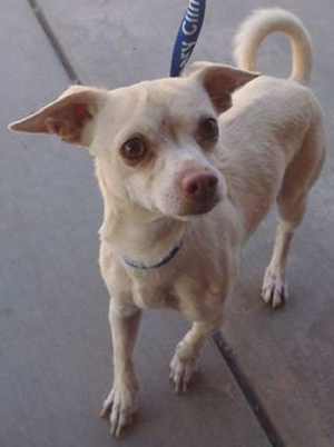 “Taco” is a 3-year-old male Chihuahua mix in kennel No. 16, ID No. 33342. Photo courtesy of Lake County Animal Care and Control. 16chihuahuataco