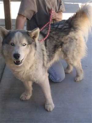 16nanook