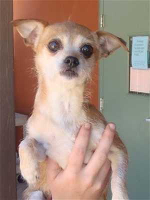 This 4-year-old female Chihuahua-terrier mix is in kennel No. 18, ID No. 33273. Photo courtesy of Lake County Animal Care and Control. 18chihuahua
