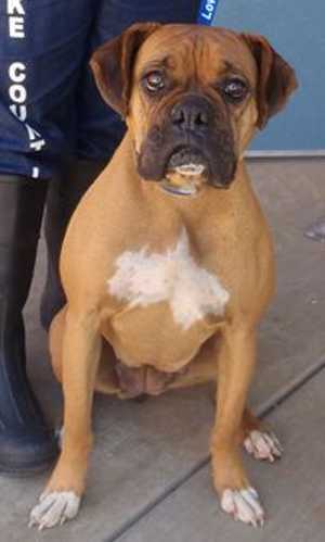 This 4-year-old female boxer mix is in kennel No. 20, ID No. 33284. Photo courtesy of Lake County Animal Care and Control. 20boxer