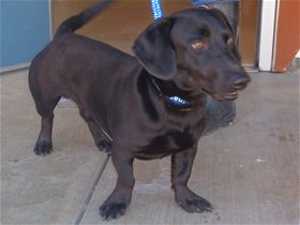 This 2-year-old male dachshund mix is in kennel No. 21, ID No. ID: 33239. Photo courtesy of Lake County Animal Care and Control. 21dachshund