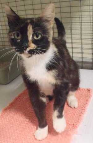 This 2-year-old female calico is in cat room kennel No. 23, ID No. 32321. Photo courtesy of Lake County Animal Care and Control. 23calico