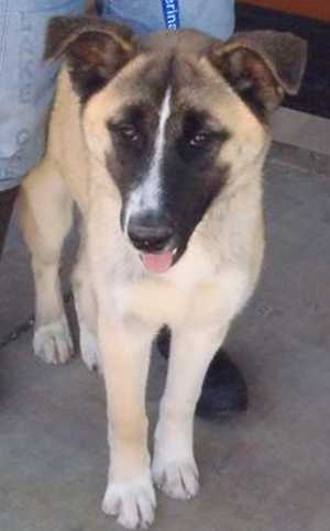 This 7-month-old male shepherd-collie mix is in kennel No. 24A, ID No. 33220. Photo courtesy of Lake County Animal Care and Control. 24ashepherdcollie