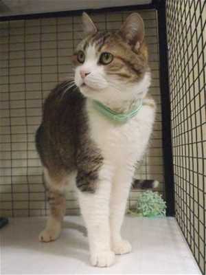 This brown and white male tabby is in cat room kennel No. 29, ID No. 32484. Photo courtesy of Lake County Animal Care and Control. 29maletabby