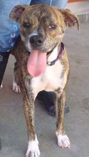 This 1-year-old female boxer mix is in kennel No. 32, ID No. 33122. Photo courtesy of Lake County Animal Care and Control. 32boxer