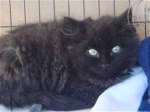 This 14-week-old female kitten is in cat room kennel No. 53b, ID No. 33249. Photo courtesy of Lake County Animal Care and Control. 53bkitten
