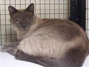 54silvercat